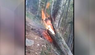 Au vrut să sperie urșii, dar au stârnit flăcări. Incendiu lângă o cabană din Munții Făgăraș, stins la limită