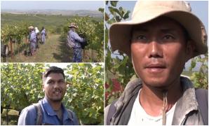 Sute de muncitori străini, la cules de struguri în podgoriile din Alba: "Îmi place foarte mult. Nu e greu"