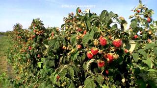 Afacerea pornită cu 15.000 de lei de un fost agent de vânzări. "Avem fructe proaspete până la primul îngheţ"