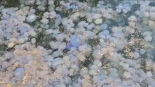 Invazie de meduze în Portul Constanţa. De ce a apărut fenomenul pe litoralul românesc