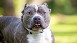 Filmul atacului din Caraş Severin, unde o bătrână a fost ucisă de câinele familiei. Animalul a fost eutanasiat