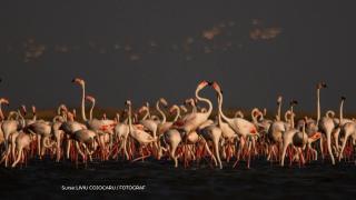 Spectacol în rezervația Deltei. Zeci de păsări flamingo au fost surprinse pe apele lacului Nuntaşi
