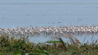 Ecosistemul din Delta Dunării aflat la un pas de dispariţie. Seceta ar fi de vină