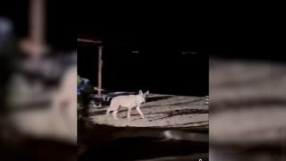 Incident șocant pe o plajă din Grecia. O fetiță de 5 ani a fost atacată de un lup în Halkidiki