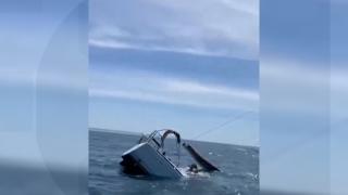 Un iaht s-a scufundat în largul coastelor Lisabonei. A fost lovit de balene ucigaşe