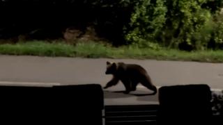 Localnicii din Mureş, terorizaţi de urşi. În ultimii doi ani, au fost atacate 5 persoane