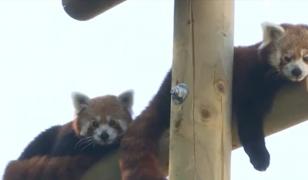 Peggy și Benjamin, doi panda roşii de la Zoo Braşov, sărbătoriţi în mod inedit de ziua lor