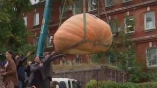 Cum arată dovleacul gigant, de 969 kg, pe care fermierii ruşi l-au crescut timp de 6 luni