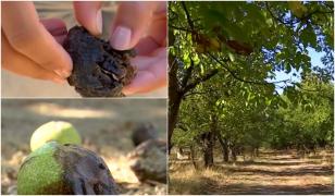 Producţia de nuci în România s-a înjumătăţit faţă de anul trecut, din cauza temperaturilor extreme