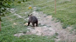 Primul oraş care a instalat gard electric anti-urşi. Demonstraţie despre cum funcţionează proiectul