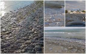 Fenomen ciudat pe litoral. Au apărut mii de meduze moarte pe zeci de kilometri de țărm