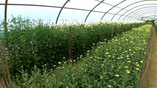 Florile de toamnă își arată ultima strălucire: prețurile au crescut cu până la 20%