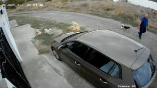 Momentul în care un constănţean împuşcă 3 câini de talie mică care se apropiau jucăuş de patrupedul său