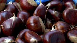 Fructul care dispare din livezile românești anul acesta: seceta a distrus producția