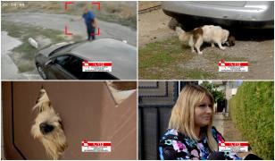 Om de afaceri din Constanţa, filmat cum trage după un bichon care s-a apropiat de câinele său Golden Retriever