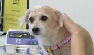 Crescătorii care umblă cu "câinele vopsit". Cum sunt păcăliţi oamenii să cumpere maidanezi la preţuri de lux