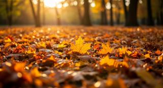 Ce este astenia de toamnă. Care sunt principalele simptome și când trebuie să mergi la doctor