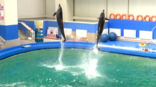 Delfinariul din Constanţa ar putea rămâne fără delfini. Ni Ni, ultima vedetă a spectacolelor
