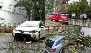 Copaci doborâţi, maşini distruse, o femeie a ajuns la spital. Rafale de peste 80 km/h au făcut ravagii în ţară