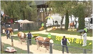 Taurii din topul mondial au defilat în Mureș. Cât valorează un exemplar premiat