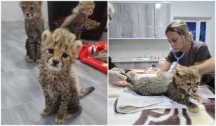 11 pui de ghepard, ascunşi în saci şi traficaţi de braconierii somalezi. Au fost salvați în ultima clipă