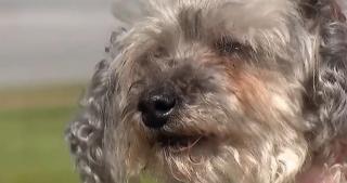 Revedere emoţionantă după zece ani. Un bărbat şi-a regăsit câinele dispărut