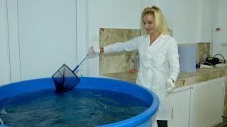 Cercetătorii români au creat păstrăvul somonat de Marea Neagră. Cât a durat experimentul