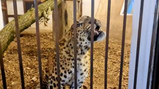 Un leopard de Amur, specie pe cale de dispariţie, a ajuns la grădina zoologică Târgu Mureș