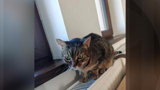 Pisici lăsate fără dinţi de un medic stomatolog care s-a dat drept veterinar. Unele au murit