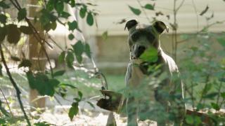 Noi reguli pentru deținerea câinilor în curte. Ce amenzi riscă proprietarii care nu le respectă