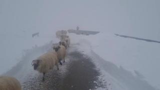 Culoar pentru ciobanii cu oile pe Transalpina, închis din cauza zăpezilor