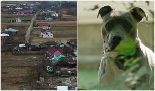 Proprietarii care îşi abandonează animalele, identificaţi cu ajutorul dronelor. Ce amenzi riscă să primească