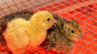 Afacere de milioane. Un român a lăsat în urmă Anglia şi a deschis o fermă de prepeliţe