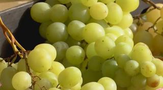 Avem struguri dulci, dar prea puţini. Cât costă un kilogram, cules direct din vie