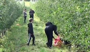 Cât costă un kilogram de mere culese cu mâna ta, la Pinticu. Ce mănânci în livadă este gratuit