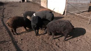 Românii au început să îşi rezerve porcii pentru Crăciun. Cât costă un kilogram de carne