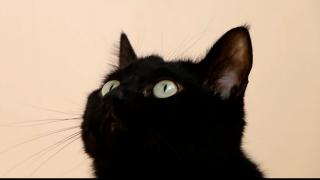 Oraşul care interzice adopţia pisicilor negre înainte de Halloween