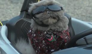 200 de câini au sărbătorit Halloween-ul mai devreme. Un patruped costumat în Elvis Presley, atracţia zilei