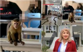 Elevii care au folosit AI pentru a-şi păcăli profesorii că au maimuţe în şcoală. "Diriginta chiar a crezut"