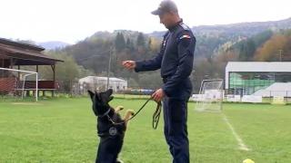 O căţeluşă poliţistă din Maramureş face senzaţie în rândul localnicilor şi chiar şi peste hotare