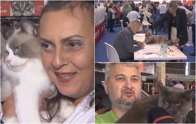 Cea mai frumoasă pisică din lume va fi aleasă la Campionatul Mondial de Frumusețe Felină din Bucureşti