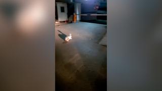 "Ia-l de urechi". Jandarmul Epure a salvat un iepure, în Galaţi