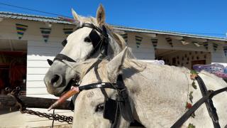 Magia unicornilor prinde viață în Suceava. Caii "s-au transformat" în personaje de poveste