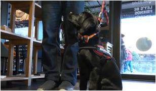 Oraşul din România care devine tot mai "pet friendly". Câinii, un exemplu de bune maniere în cafenele