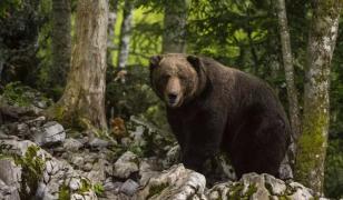 Atacurile urșilor s-au înmulţit în Hunedoara: pagube de zeci de mii de lei