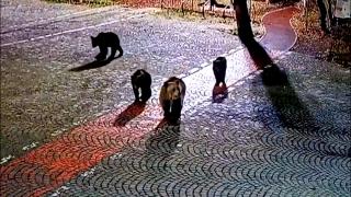 Amenda uriaşă pe care o primeşti dacă eşti prins că hrăneşti urşii în zonele turistice