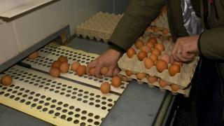 Război între producători şi magazinele din România pe ouă. Exporturile au explodat