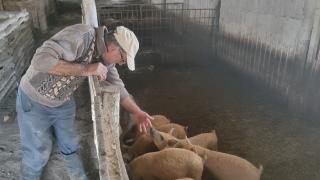 Comparație. Unde găsești cea mai ieftină carne de porc pentru masa de Crăciun