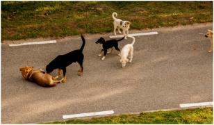 Soluția ingenioasă găsită la Suceava pentru a captura eficient maidanezii. Haitele se răresc, adopțiile cresc