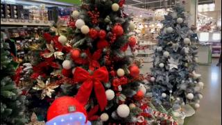 Bradul de Crăciun, ediția 2025. Cât costă și când e momentul ideal să-l cumperi